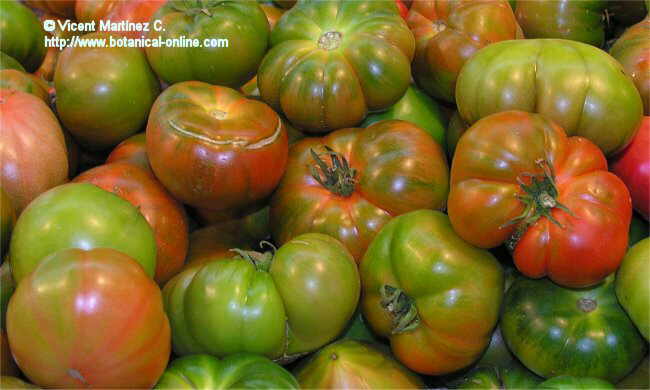 Foto de tomates