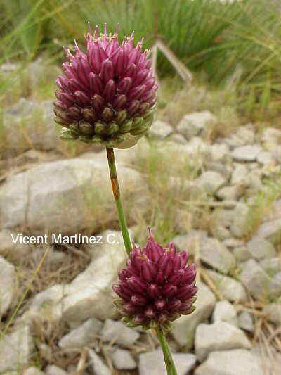 Allium sphaerocephalon