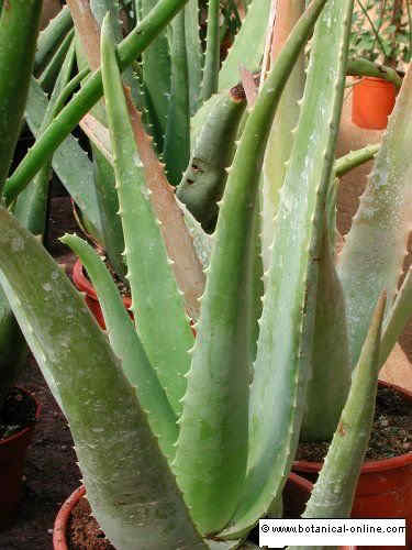 Aloe Vera Planta Natural en Maceta de Cerámica Aloe Barbadensis o Sábila 