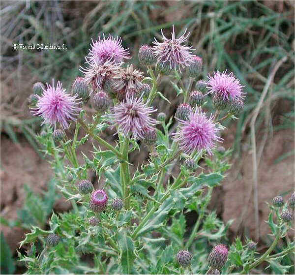 Cirsium arvense