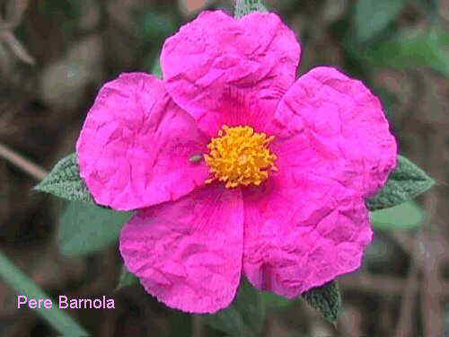 Cistus crispus