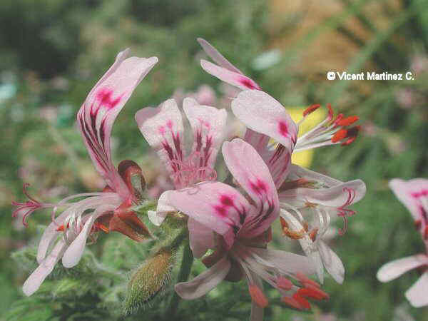 Flor concurso febrero de 2003