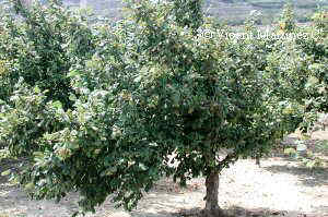 Corylus avellana árbol