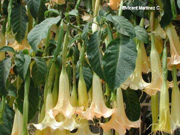 Foto de hojas y flores de trompetas del Perú 