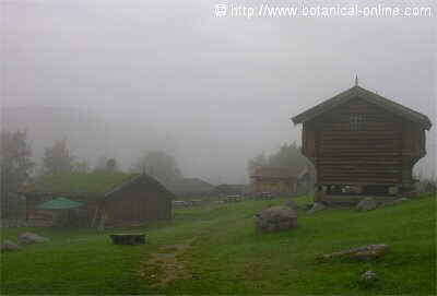 NIEBLA NORUEGA