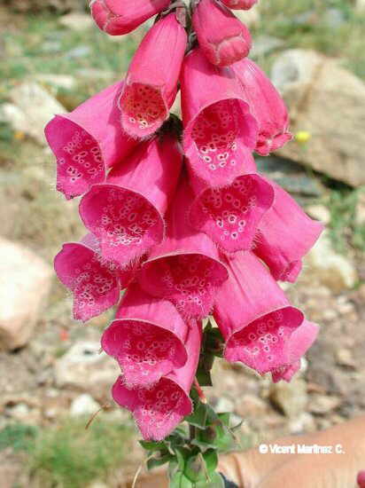 Digitalis purpurea