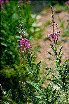 Epilobium angustifolium