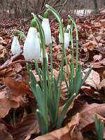 Galanthus nivalis L.