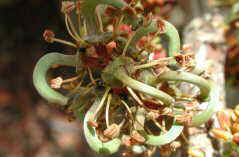 Ceratonia siliqua - flores