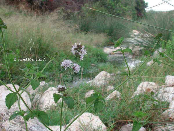 Mentha aquatica