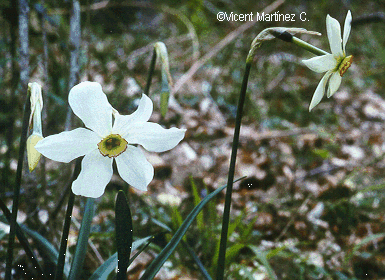 Narcissus poeticus