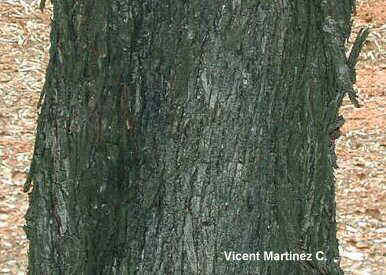 Olea europaea, detalle del tronco