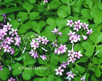 Flor concurso octubre de 1999