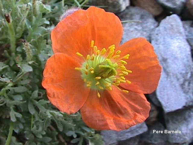 papaver alpinum