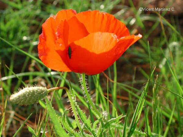 Foto de Papaver rhoeas