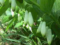 Polygonatum odoratum Druce