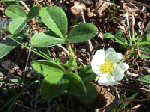 Potentilla montana Brot