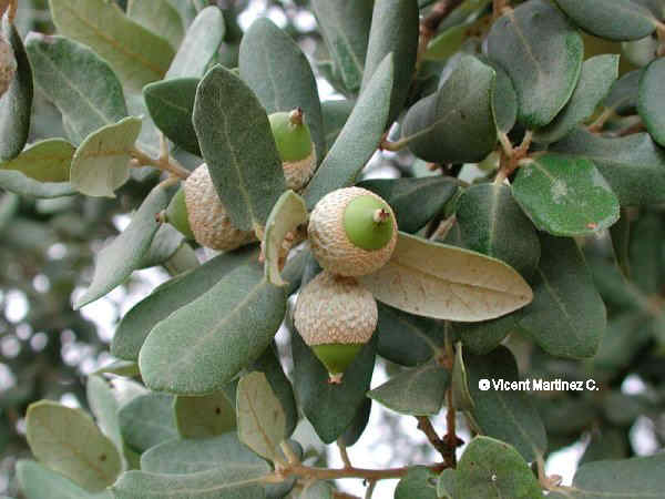 frutos y hojas de Quercus ilex L.
