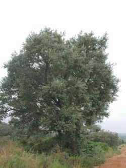 Carrasca, aspecto del árbol