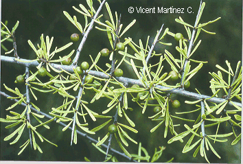 Rhamnus lyciodes