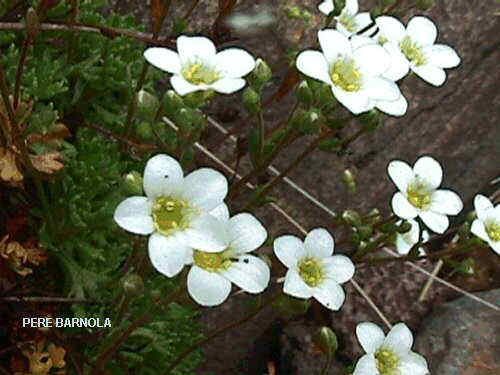 Saxifraga vayredana