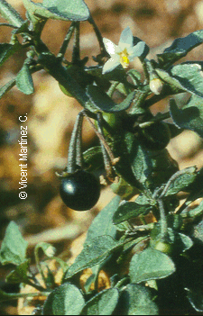 Foto de Solanum nigum L.