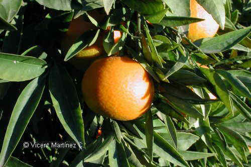 Citrus sinensis árbol