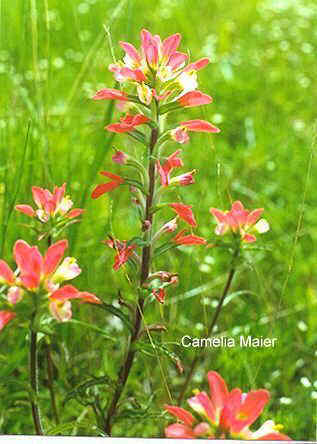 Castilleja indivisa