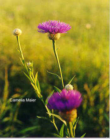 Centaurea americana