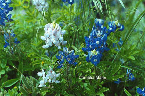 Lupinus texensis