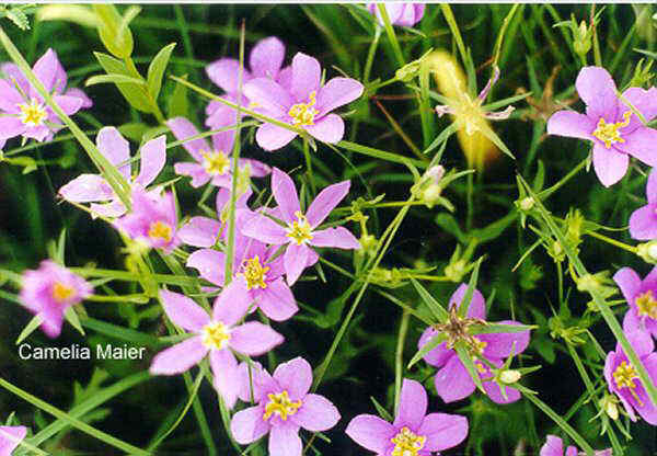 Sabatia campestris