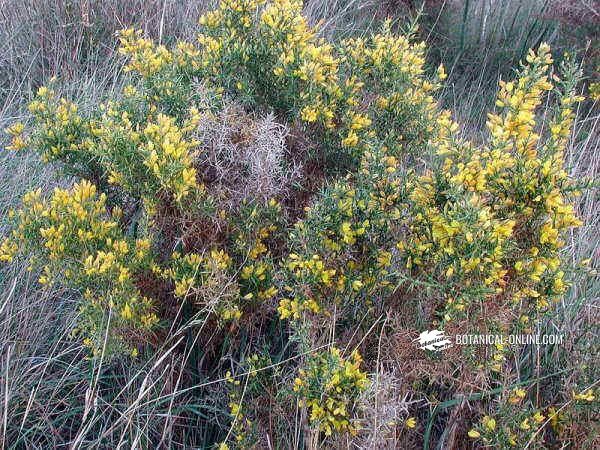 Ulex parviflorus