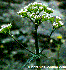 valeriana