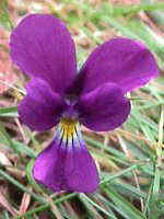 Viola bubanii Timbal-Larg.