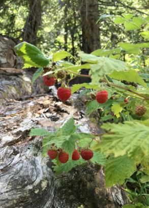 frambuesas frutos rojos silvestres