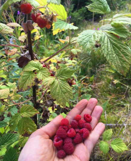 frambuesas frutos rojos silvestres