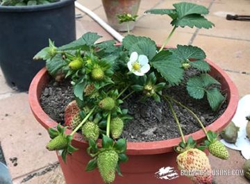 Cómo cultivar fresas en casa