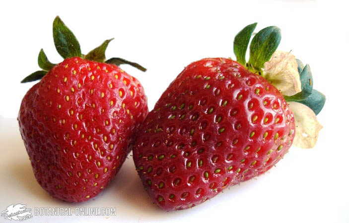 fresas y fresones