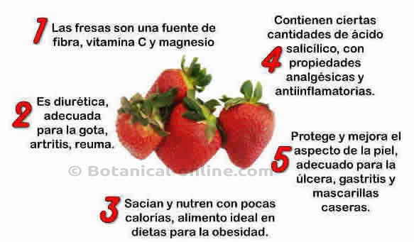 Punto de exclamación Guardia Detallado Características de las fresas – Botanical-online