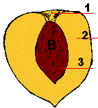 Partes del fruto