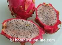 pitahaya