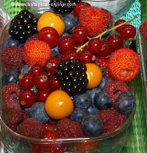 frutas del bosque