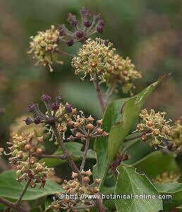 Hedera helix, flores y frutos