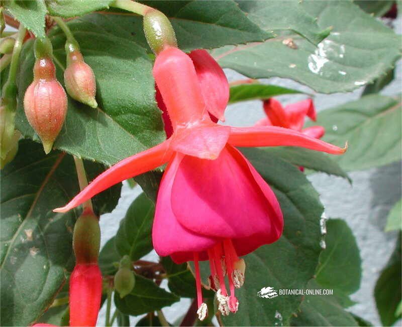 Fuchsia