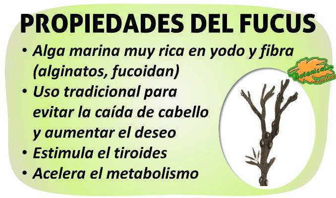 propiedades curativas del alga fucus o laminaria y sus beneficios