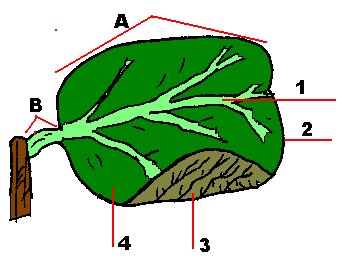 Dibujo de las partes de una hoja