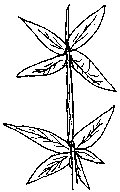 hojas verticiladas