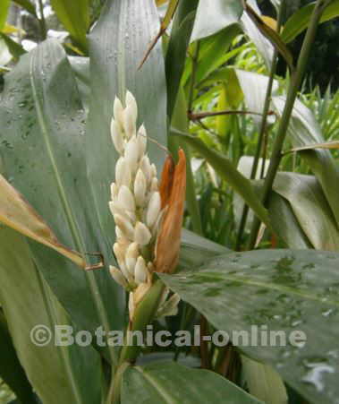 Características de la galanga – Botanical-online