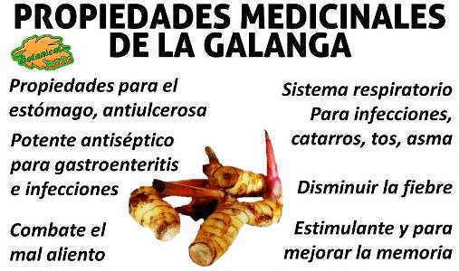 propiedades medicinales de la galanga y beneficios