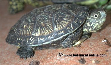 galapago europeo